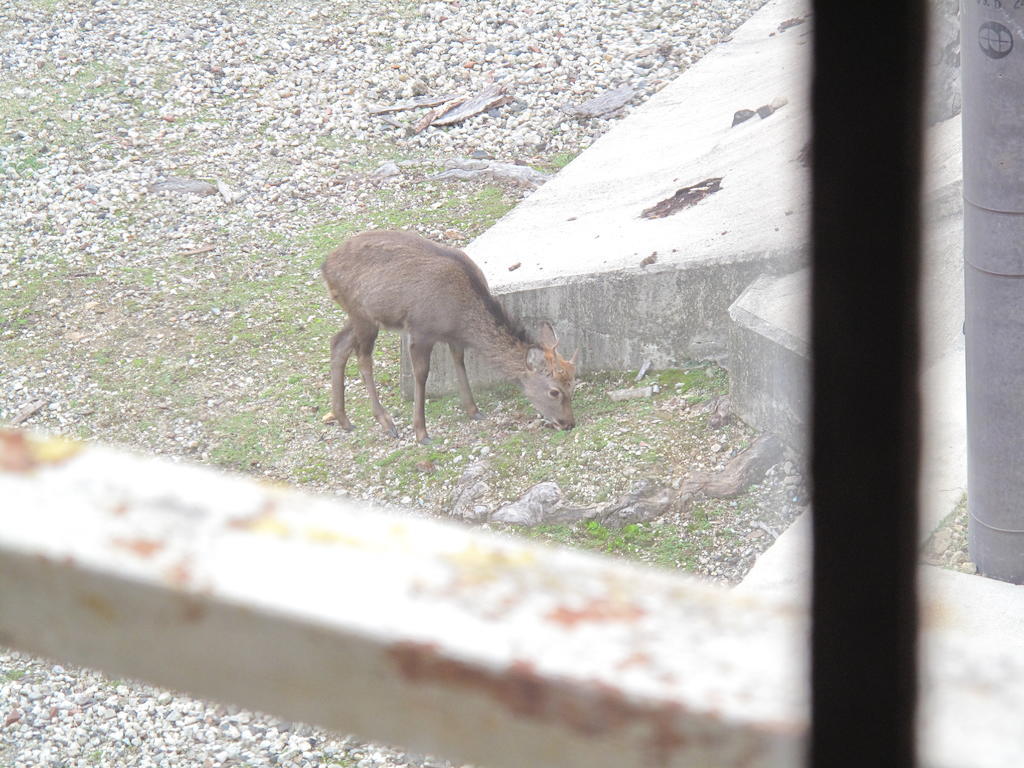 The Deer Park Inn Nara Camera foto